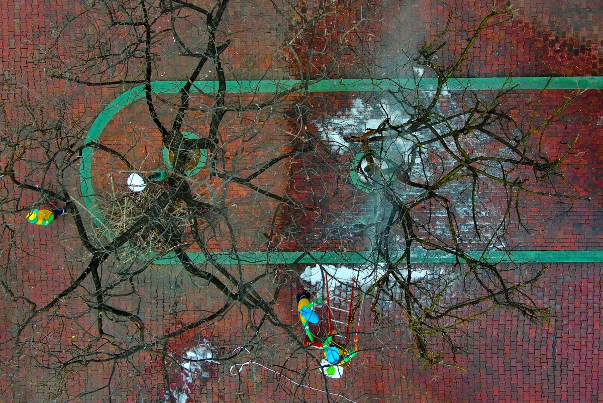 البق القرمزي يلتهم الأشجار المهيبة في غواياكيل الإكوادورية